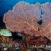 seafan_pc_h_0705_png1947.jpg